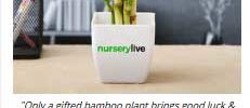 nurserylive free bamboo plant
