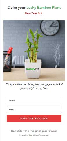 nurserylive free bamboo plant